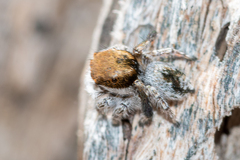 Maratus albus