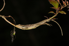 Anolis polylepis