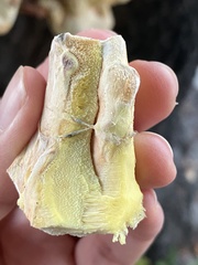 Laetiporus gilbertsonii