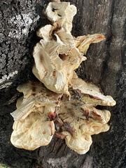 Laetiporus gilbertsonii