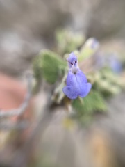 Salvia ballotiflora
