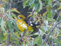 Pheucticus aureoventris