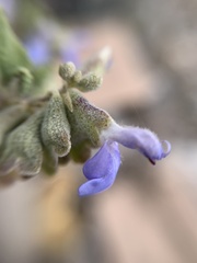 Salvia ballotiflora