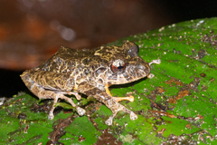 Pristimantis cruentus