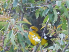 Pheucticus aureoventris