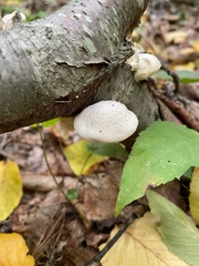 Tyromyces