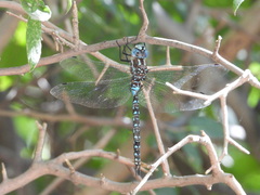 Rhionaeschna dugesi