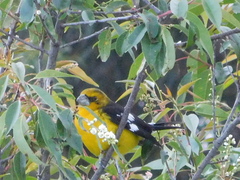 Pheucticus aureoventris