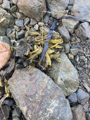 Fucus distichus