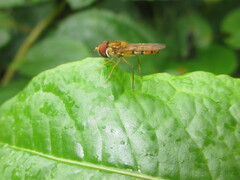 Episyrphus