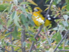 Pheucticus aureoventris