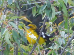 Pheucticus aureoventris