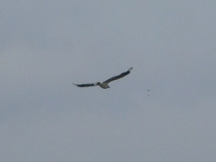 Chroicocephalus serranus