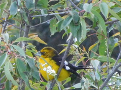 Pheucticus aureoventris