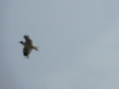 Chroicocephalus serranus