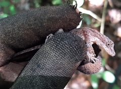 Anolis rodriguezii