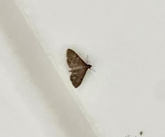 Herpetogramma phaeopteralis