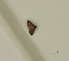 Herpetogramma phaeopteralis