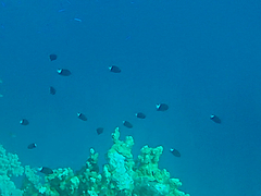 Pycnochromis margaritifer