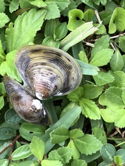 Corbicula fluminea