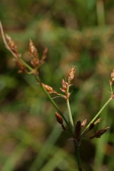 Fimbristylis tomentosa