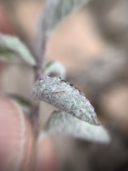 Stevia tomentosa