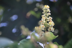 Microcos paniculata