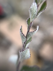 Stevia tomentosa