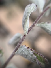 Stevia tomentosa
