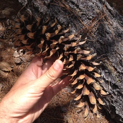 Pinus ayacahuite