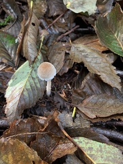 Tympanella galanthina