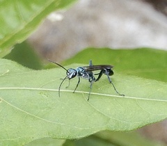 Chalybion bengalense