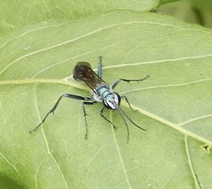 Chalybion bengalense