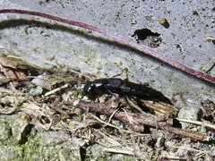 Tasgius melanarius