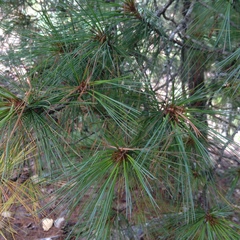 Pinus ayacahuite