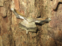 Krananda latimarginaria