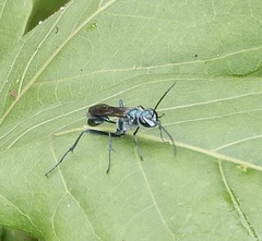 Chalybion bengalense