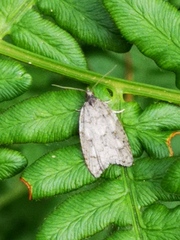 Acleris gloveranus