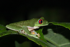 Agalychnis callidryas