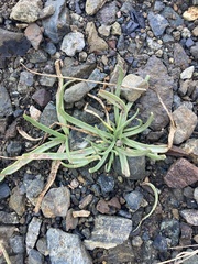 Plantago maritima