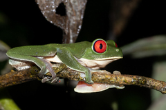 Agalychnis callidryas
