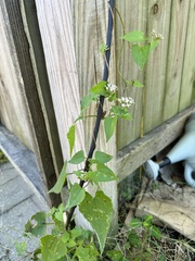 Mikania scandens
