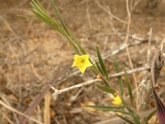 Talinum polygaloides