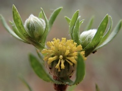 Triptilodiscus pygmaeus