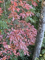 Oxydendrum