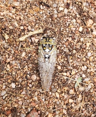 Megatibicen dealbatus