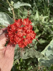 Nyctaginia capitata