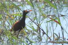 Jacana spinosa