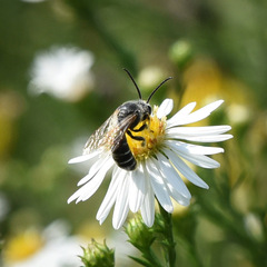 Halictus rubicundus
