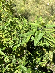 Pycnanthemum incanum